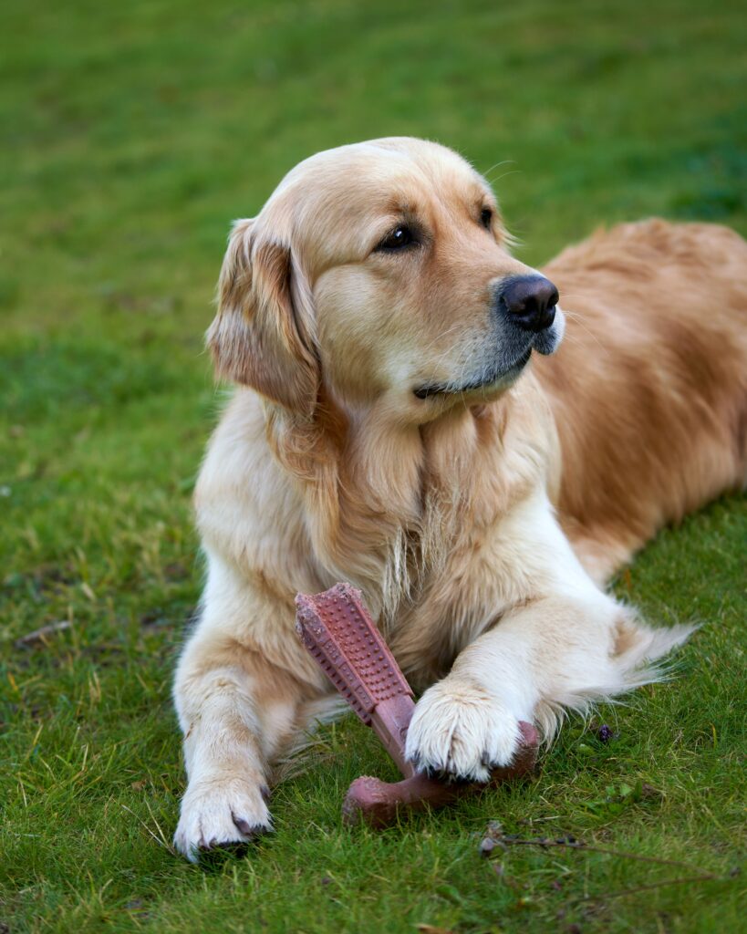 A golden retriever lies on grass with a chew toy, showcasing its playful and calm demeanor.